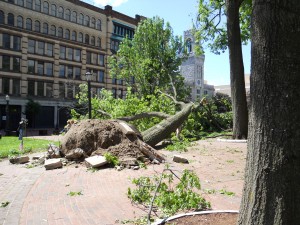 Felled trees in Court Square downtown. (WMassP&I)