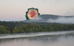 COVID Mt. tom